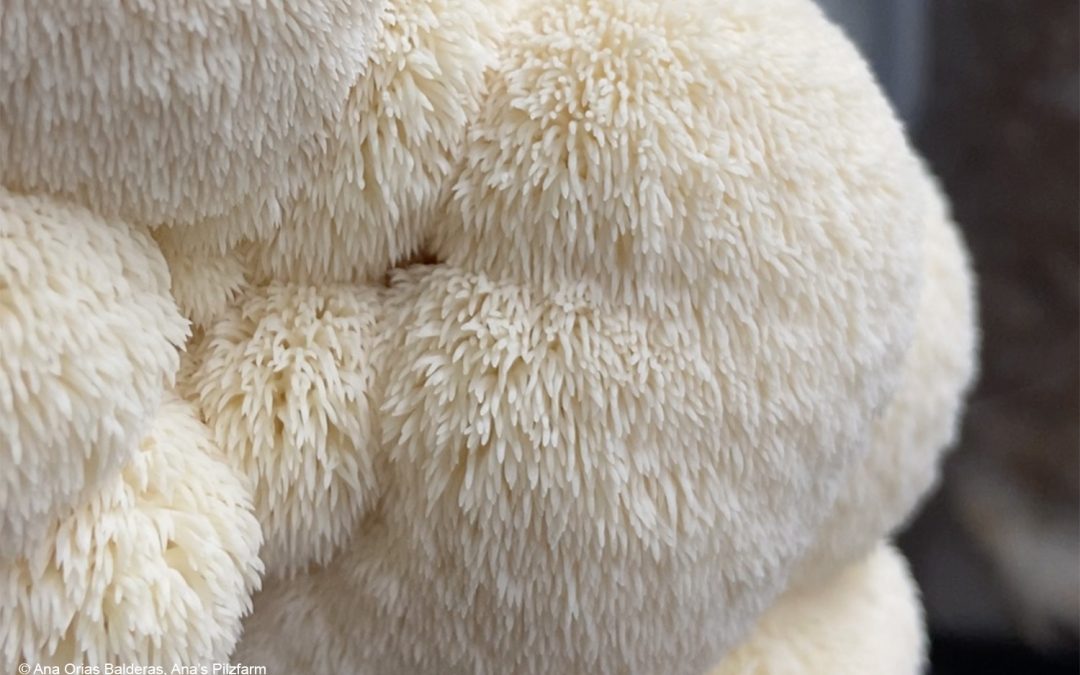 Von Reishi bis Frauenmantel: Pilze und Pflanzen als Schlüssel zu natürlicher Gesundheit