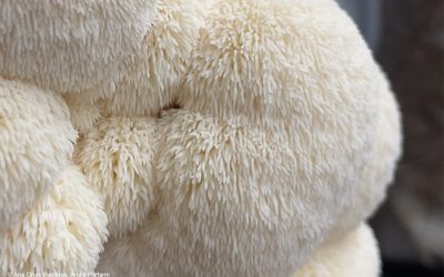 Von Reishi bis Frauenmantel: Pilze und Pflanzen als Schlüssel zu natürlicher Gesundheit