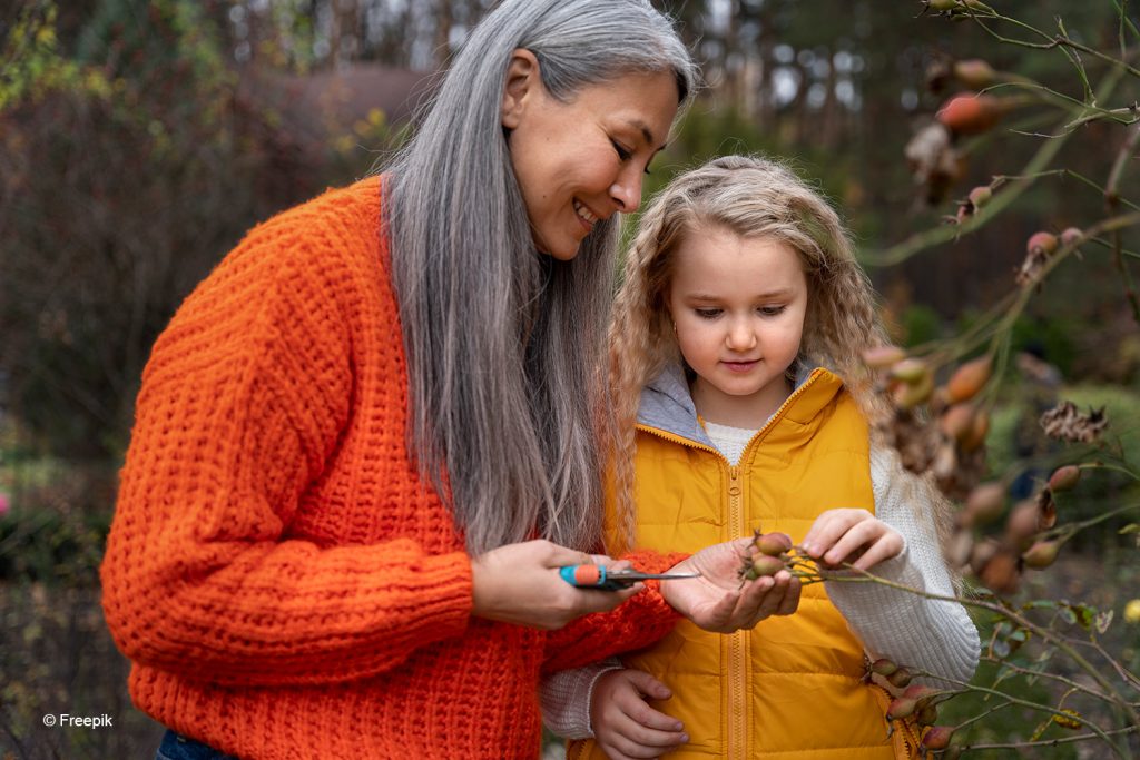 Eine Frau mit langen grauen Haaren zeigt einem kleinen Mädchen, wie eine Hagebutte geschnitten wird.